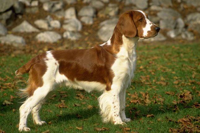 Welsh Springer Spaniel Puppies