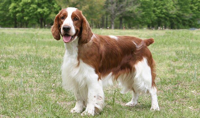 Welsh Springer Spaniel Puppies