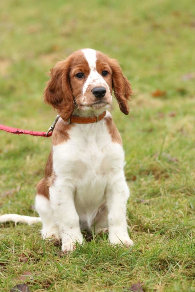 Welsh Springer Spaniel Puppies