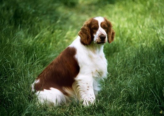 Welsh Springer Spaniel