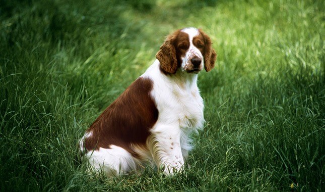 how much are welsh springer spaniel puppies