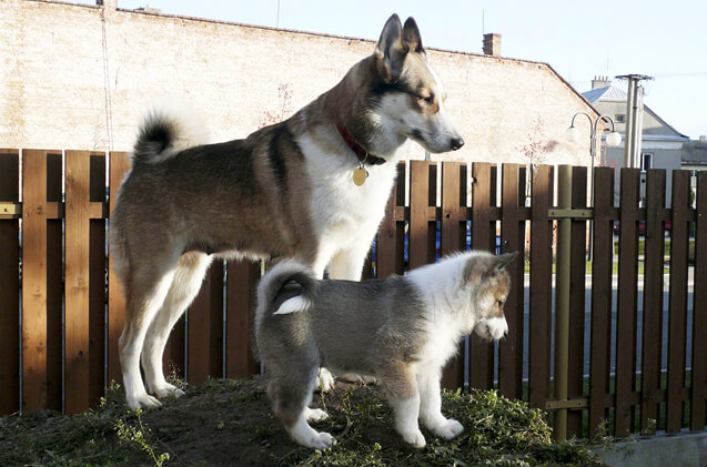 West Siberian Laika