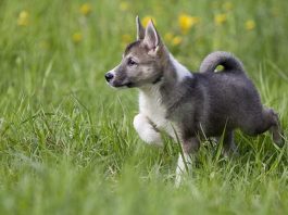 West Siberian Laika