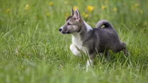 West Siberian Laika – Hunting Dog Of Spitz-Type