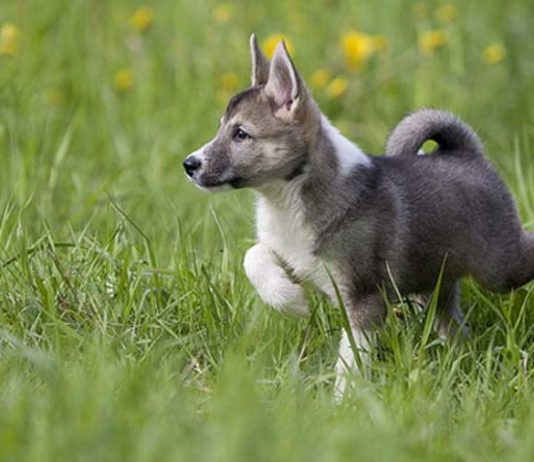West Siberian Laika