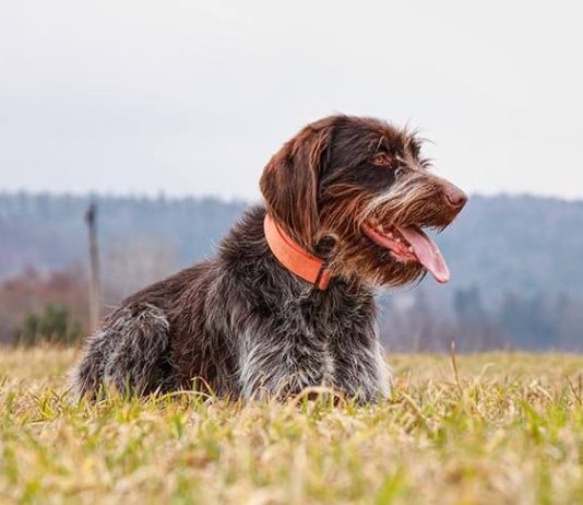 Wirehaired Pointing Griffon