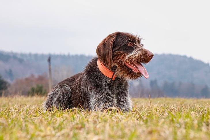 Best brush for hot sale wirehaired pointing griffon