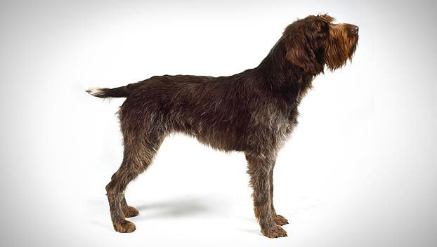 Wirehaired Pointing Griffon