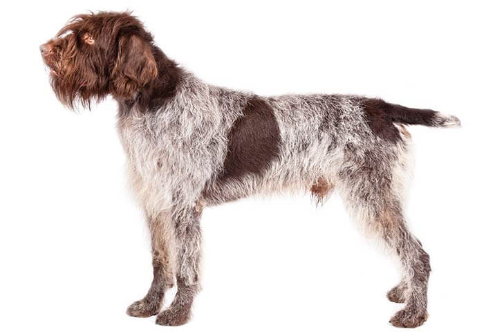 Wirehaired Pointing Griffon