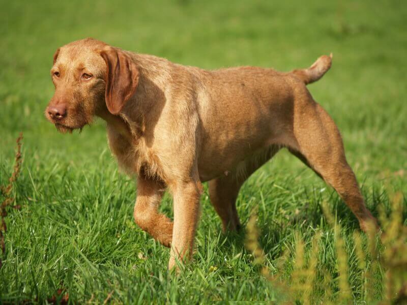 Wirehaired Vizsla