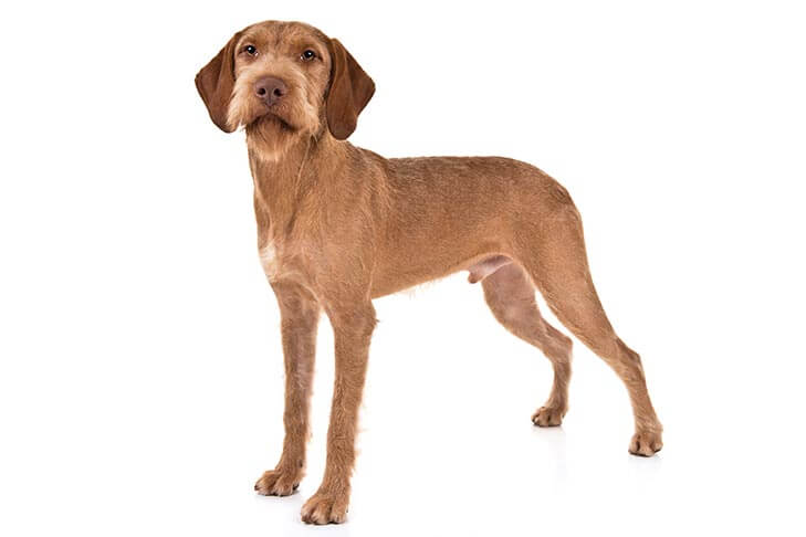 Wirehaired Vizsla