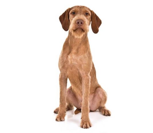 Wirehaired Vizsla