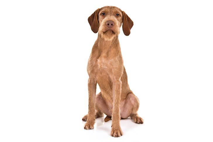 Wirehaired Vizsla