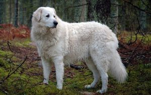 Kuvasz – A Flock Guarding Dog