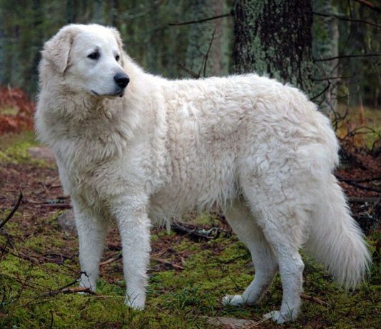 kuvasz