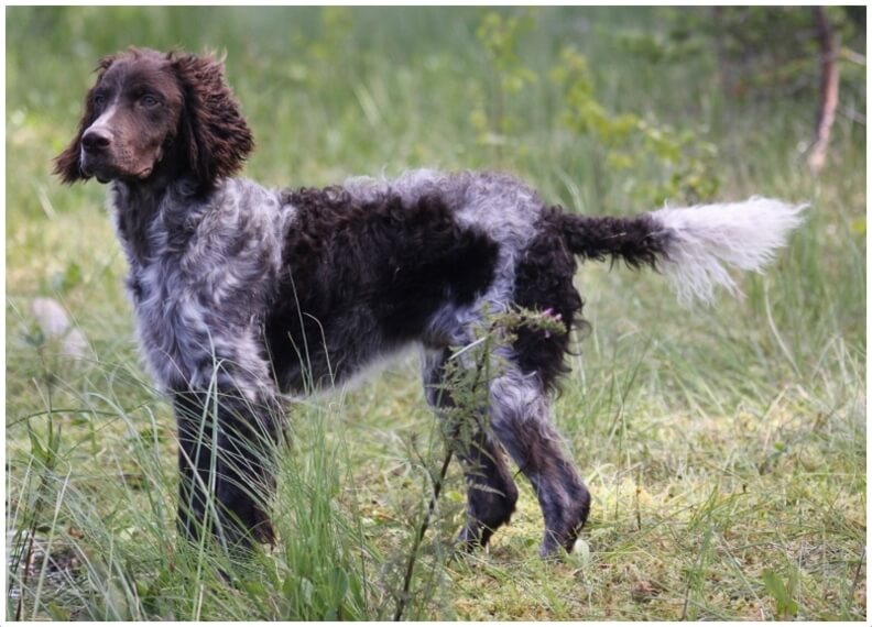 are pont audemer spaniels intelligent dogs