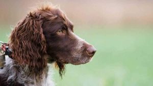 Pont-Audemer Spaniel : Rare French Gundog