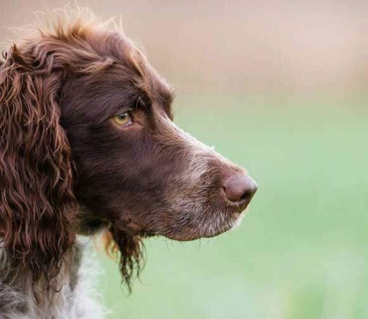 Pont-Audemer Spaniel