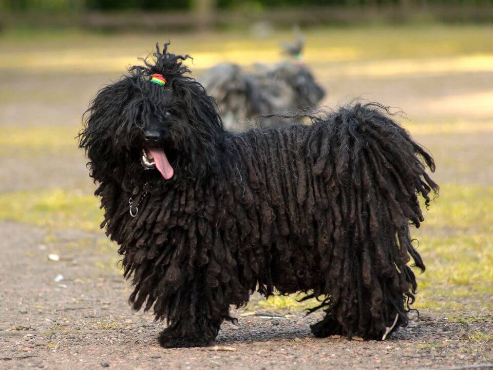 Puli Dog