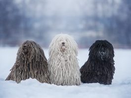 Puli Dog