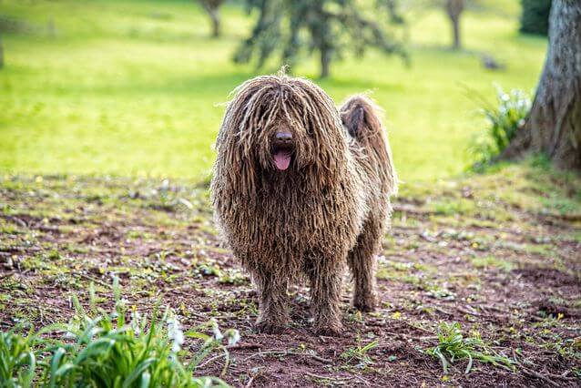 Puli Dog