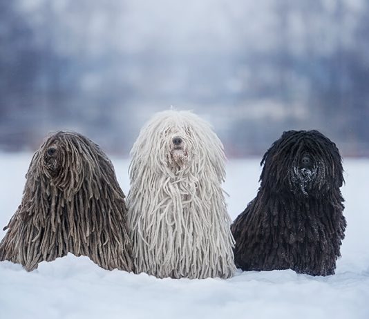 Puli Dog