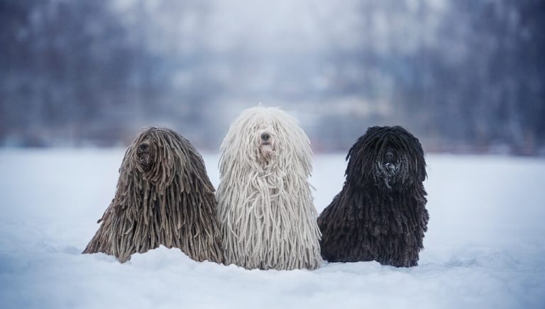 Puli Dog