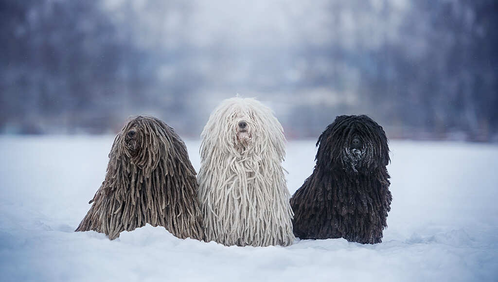 are puli dogs hypoallergenic