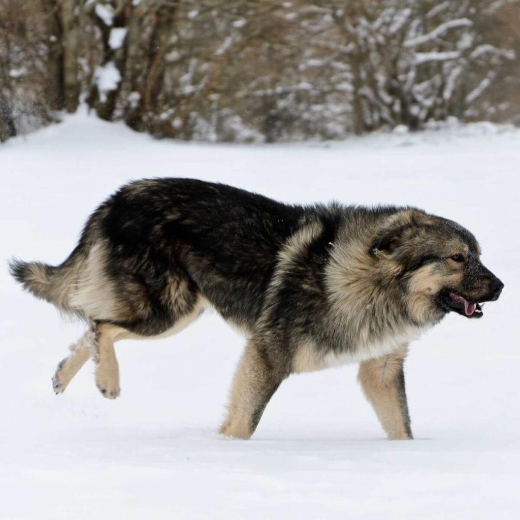 Sarplaninac - Facts, Puppy, Price, Temperament, Characteristics ...