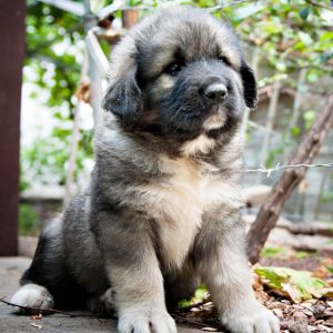 yugoslavian shepherd dog