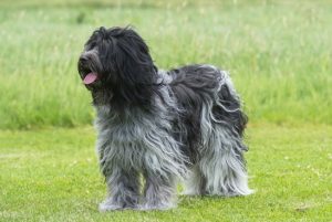 Schapendoes – Dutch Sheepdog