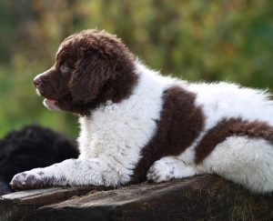 Wetterhoun (Frisian Water Dog) – Water Dog