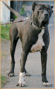 Pakistani Mastiff – The Bully Kutta