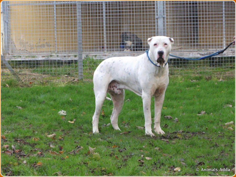 Bully Kutta