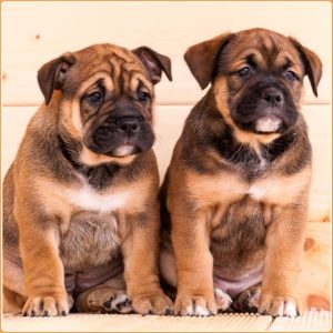 Ca de Bou : Strong and Powerful Dog