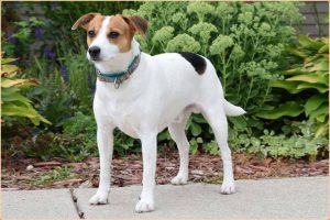 Danish–Swedish Farmdog : A Versatile Dog