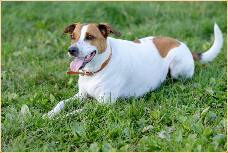 Danish-Swedish Farmdog