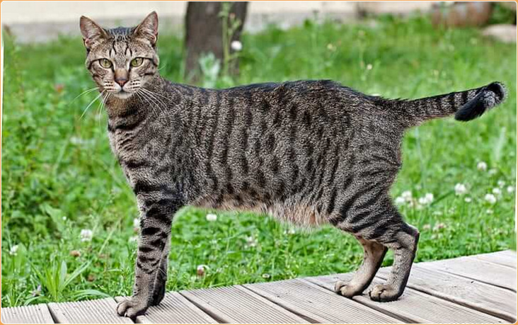 Egyptian Mau