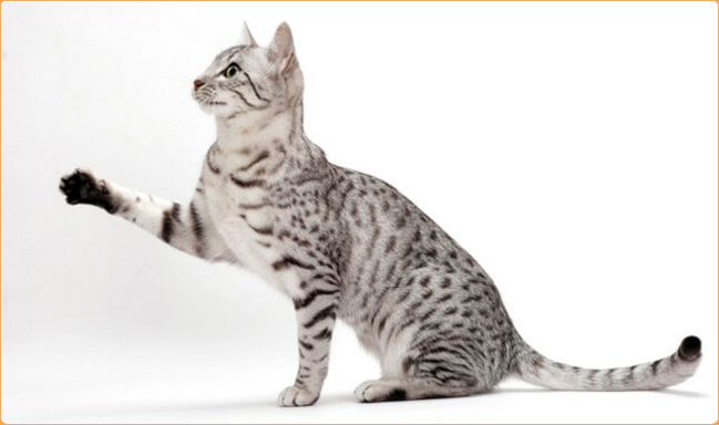 Egyptian Mau