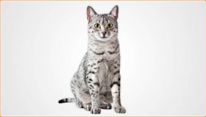 Egyptian Mau – The Great Pharaoh Cats