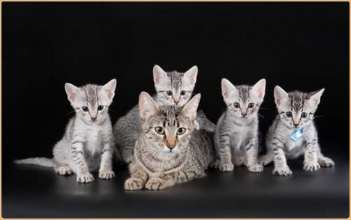 Egyptian Mau Kittens