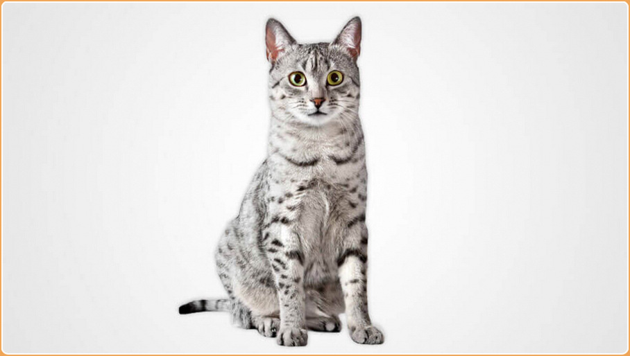 Egyptian mau hot sale cat price