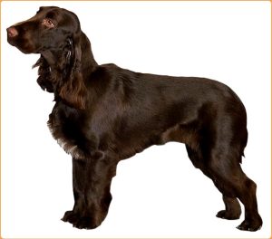 Field Spaniel – A Docile Natured Breed