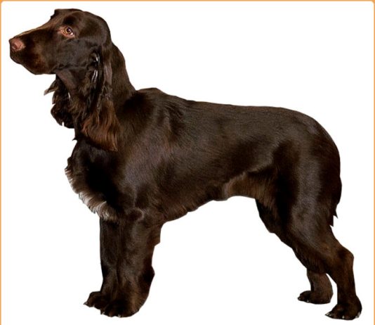 Field Spaniel