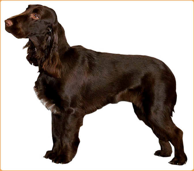 Field Spaniel