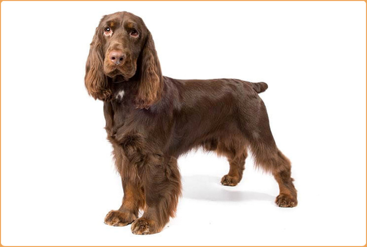 Field Spaniel