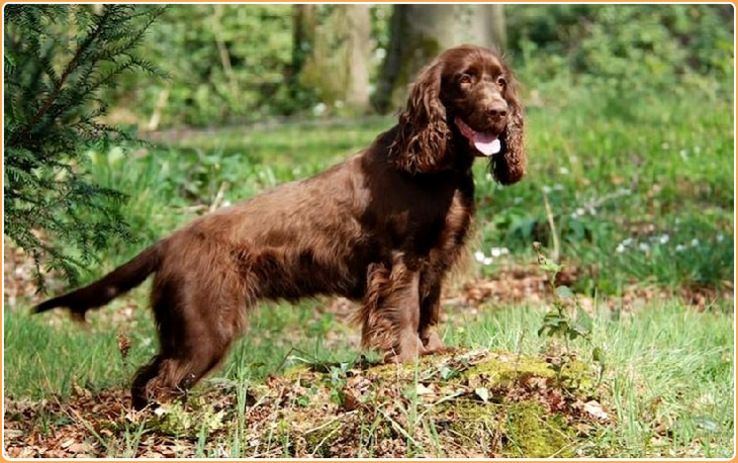 Field Spaniel