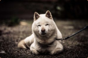 Hokkaido Dog – A Family Pet and Hunter