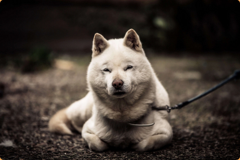 Hokkaido Dog