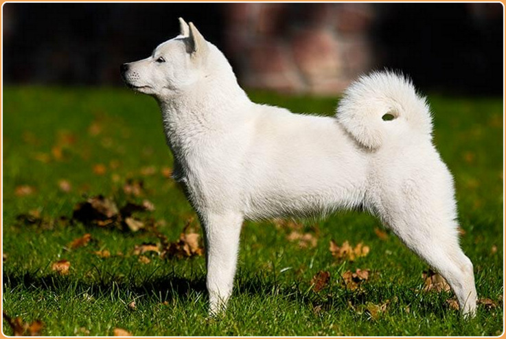 Hokkaido Dog : Puppies, Price, Temperament, Characteristics, Facts ...